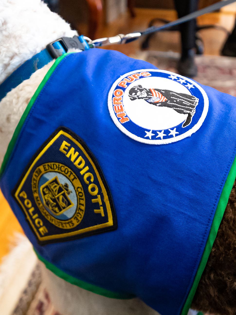 Gary the Comfort Dog