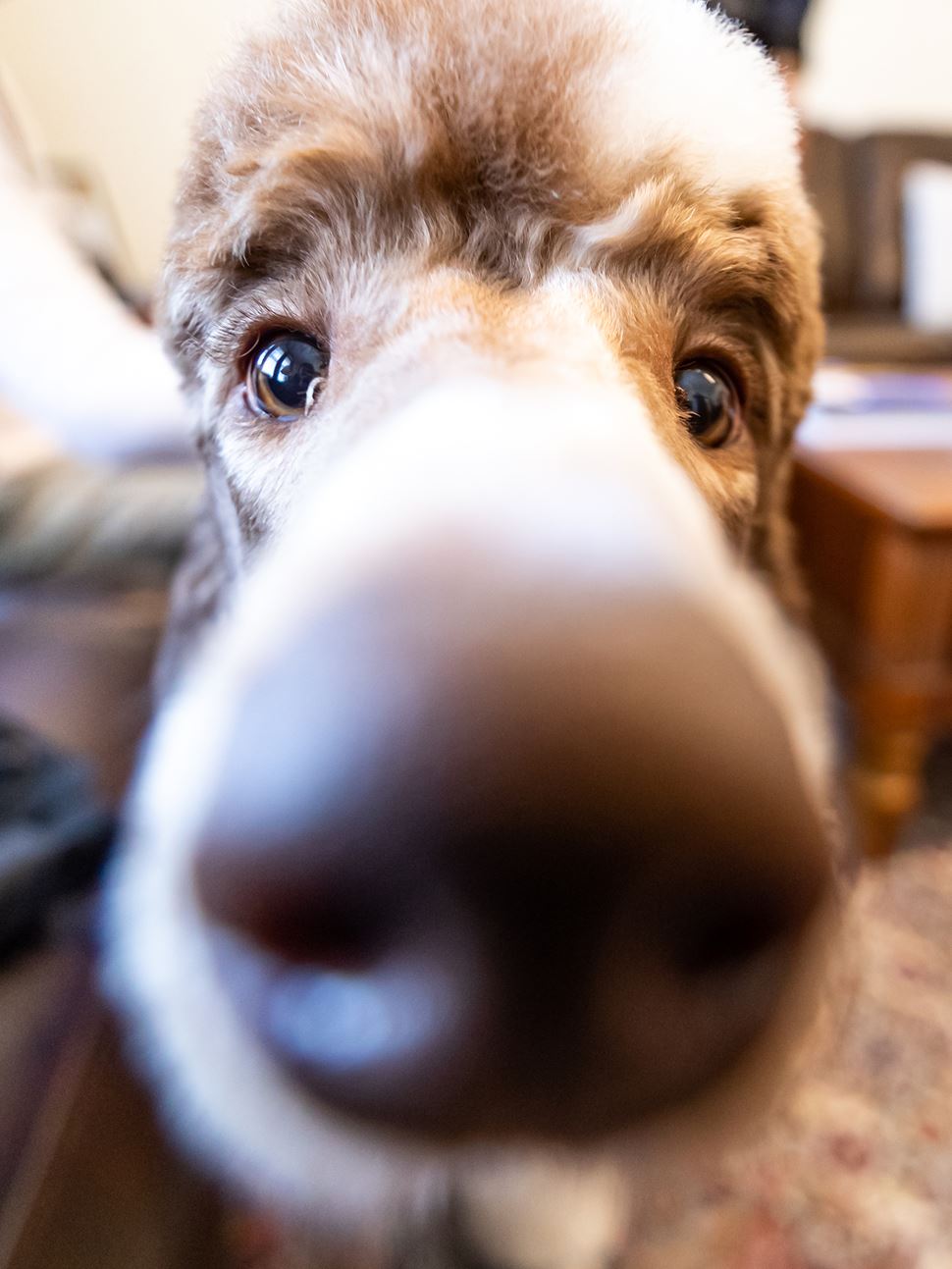 Gary the Comfort Dog