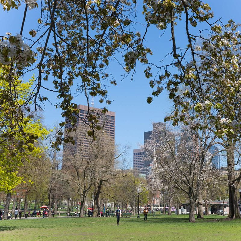 shot of boston skyscrapers/buildings from grassy park area