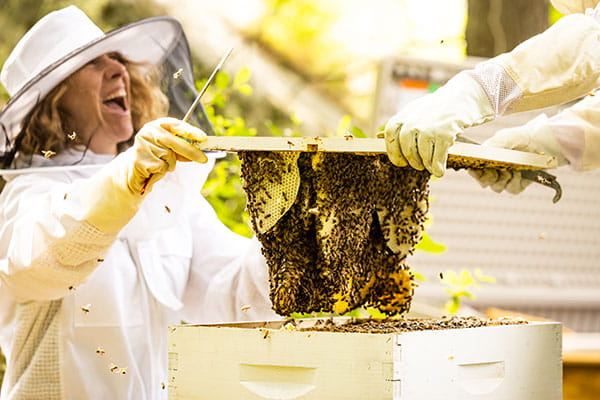 Endicott beehives