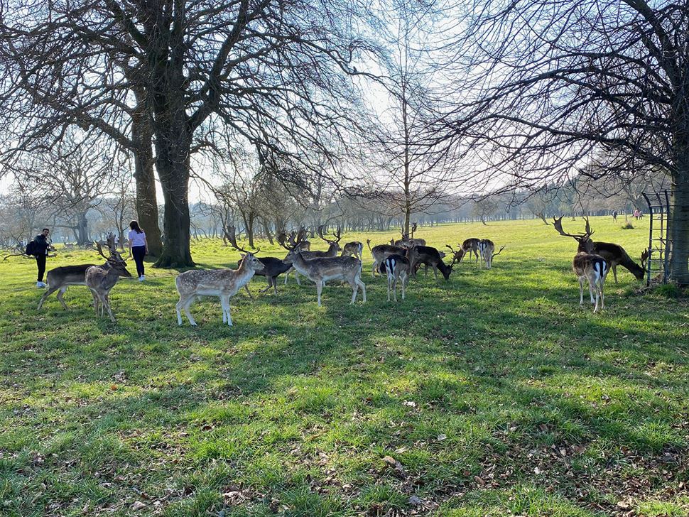 wild fallow deer