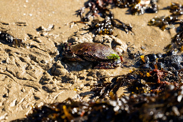 As a Hollings Scholar with the National Oceanic and Atmospheric Administration, Faith DaSilva ’25 is narrowing down how and where she wants to make a career out of working with the ocean.