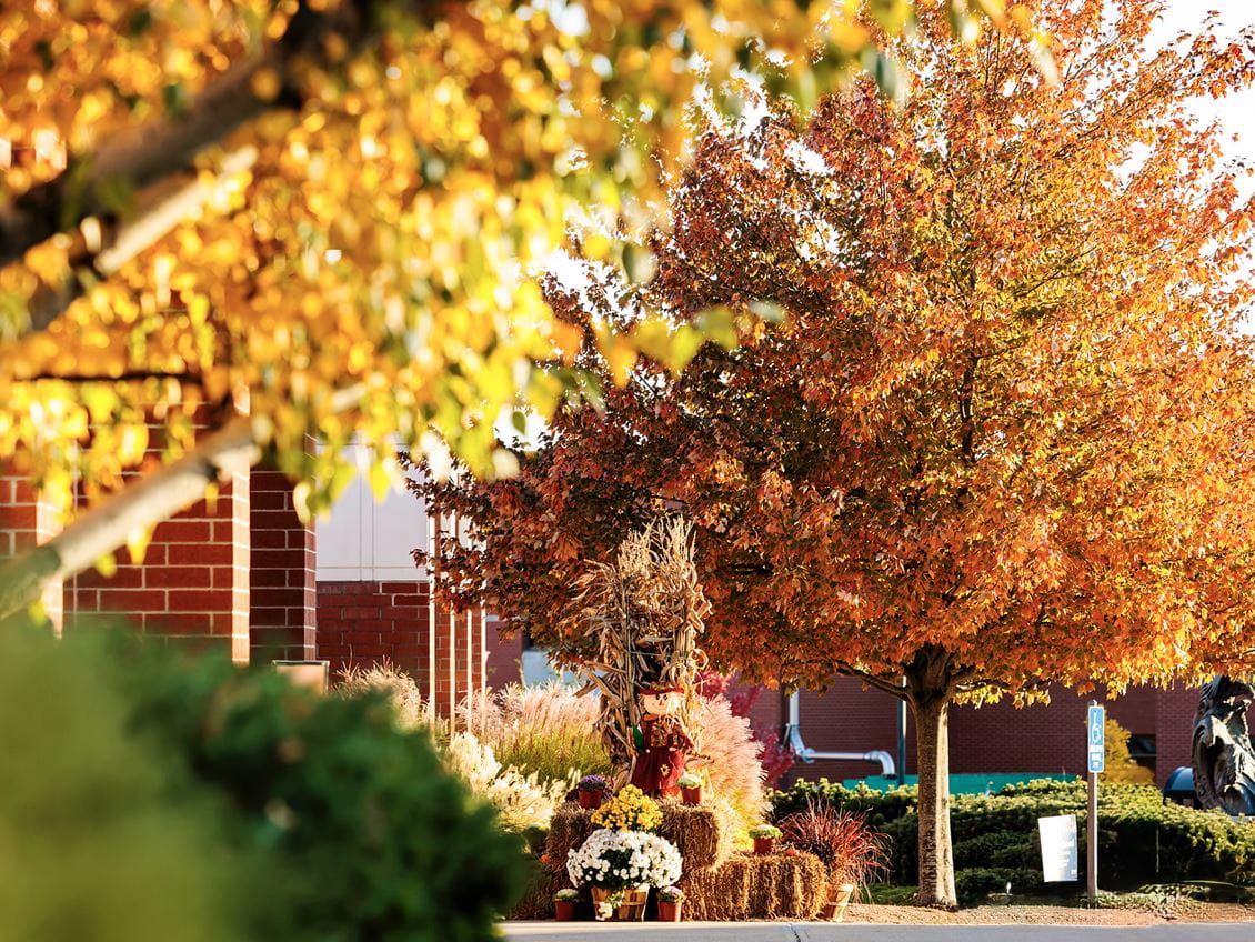 Foliage on Endicott College's campus