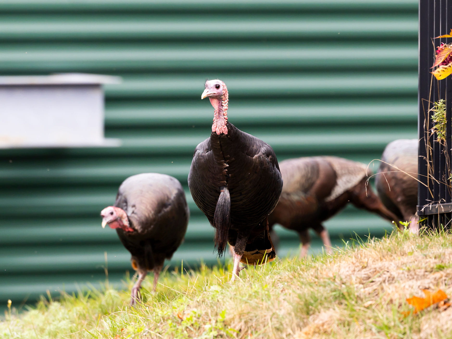 Turkeys on Endicott campus