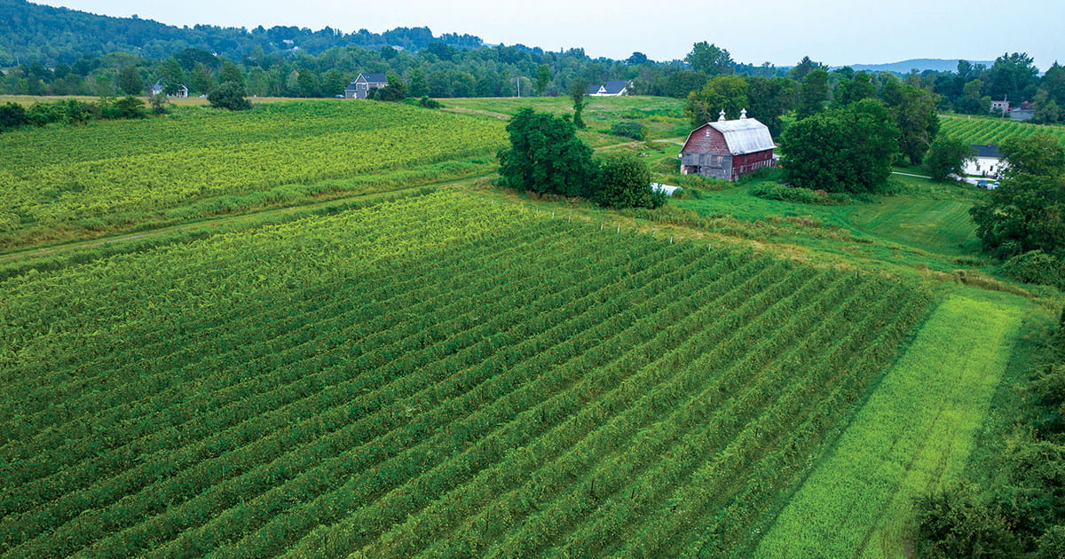 After earning a biotechnology degree at Endicott College, Tyler MacKelvey ’15 parlayed his passion for science and the outdoors into a winemaking career in Vermont. 