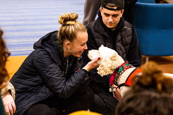 Therapy dogs