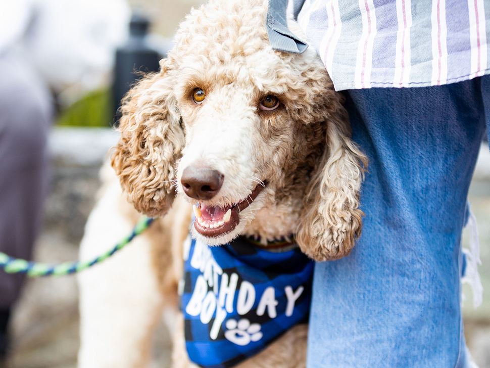 The College comfort dog Gary