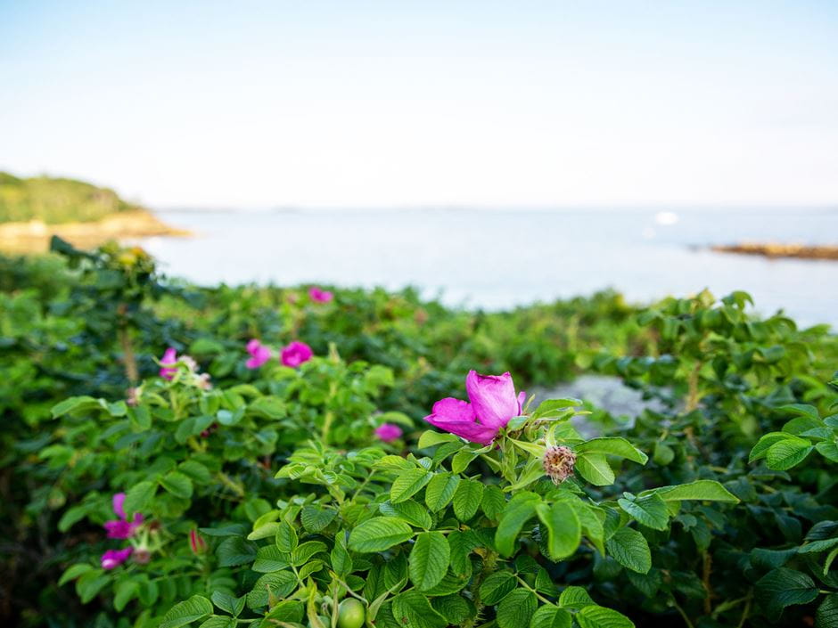 Endicott Coast